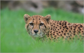 <p>GEPARD ŠTÍHLÝ (Acinonyx jubatus) ZOO Ústí nad Labem</p>